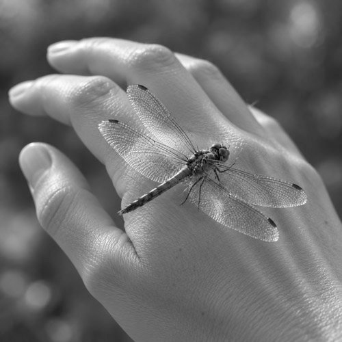 Libelle auf einem Handrücken